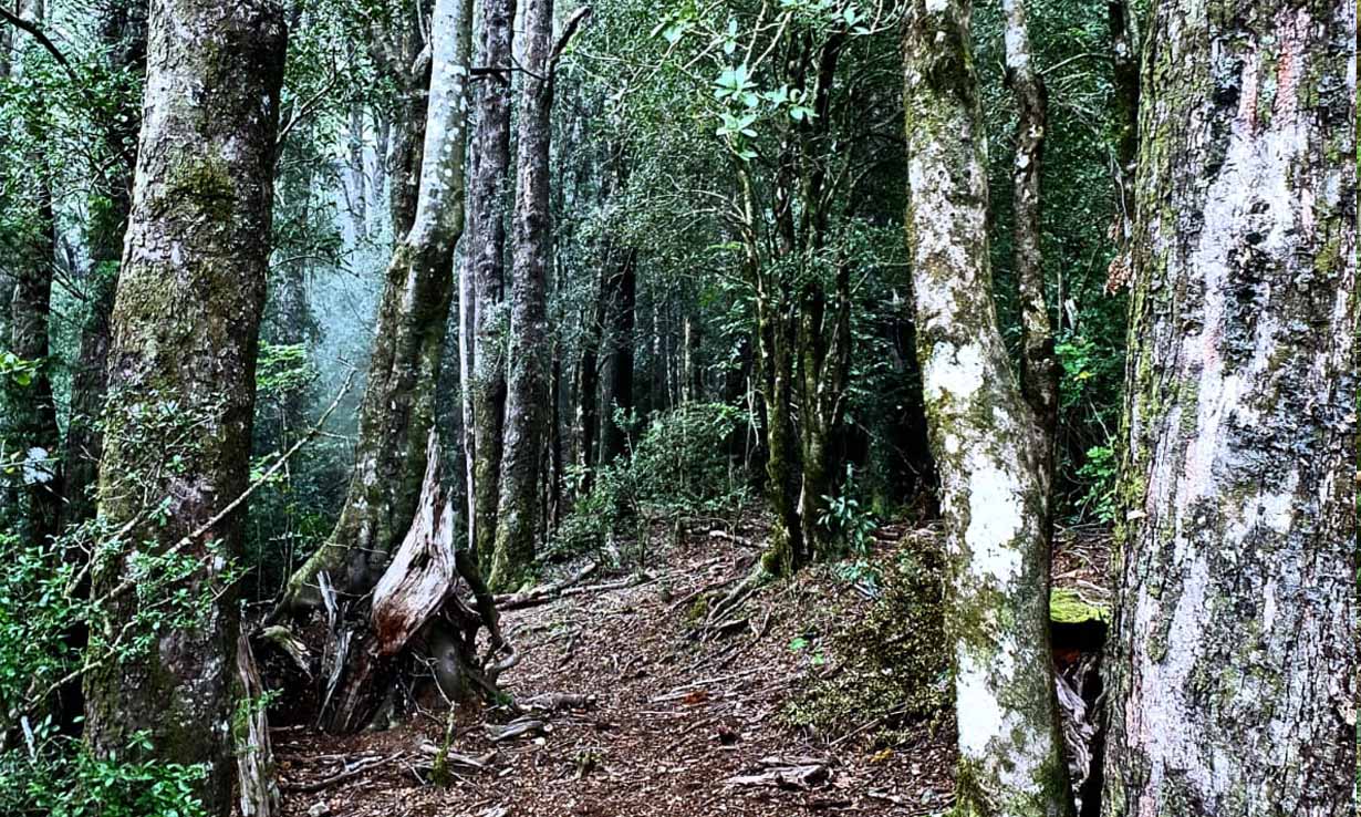 Senderos de Montaña